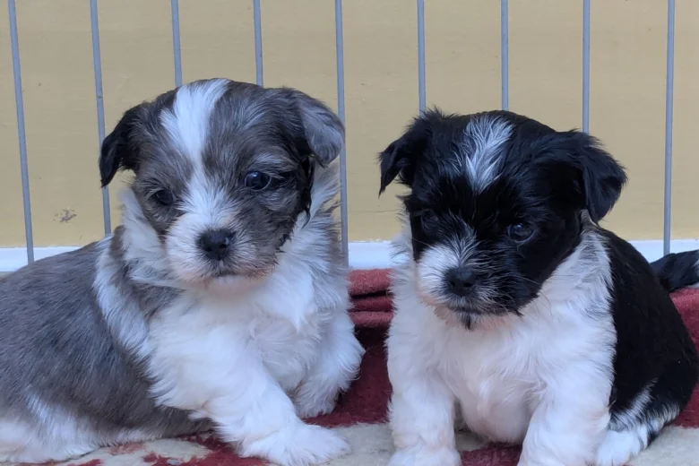Morkie