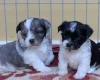Morkie