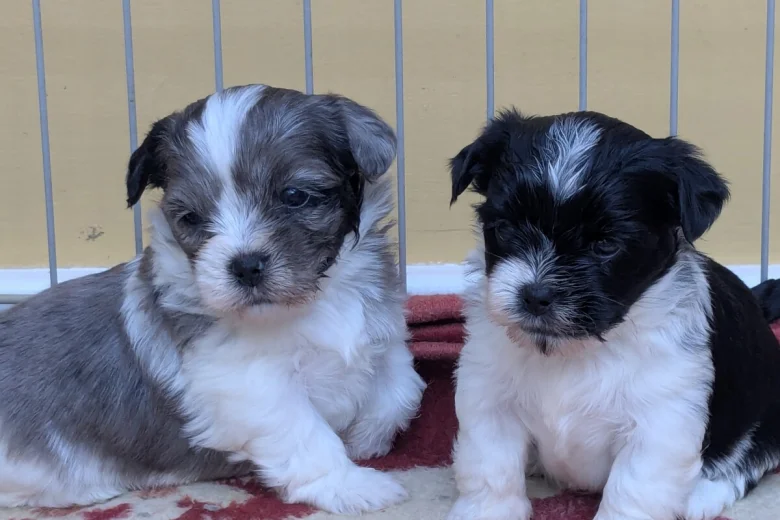 Morkie