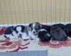 Morkie