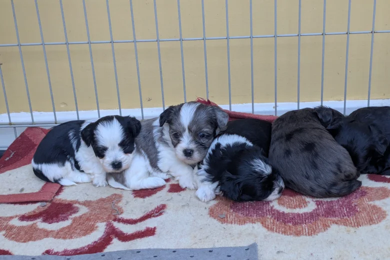 Morkie