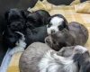 Morkie