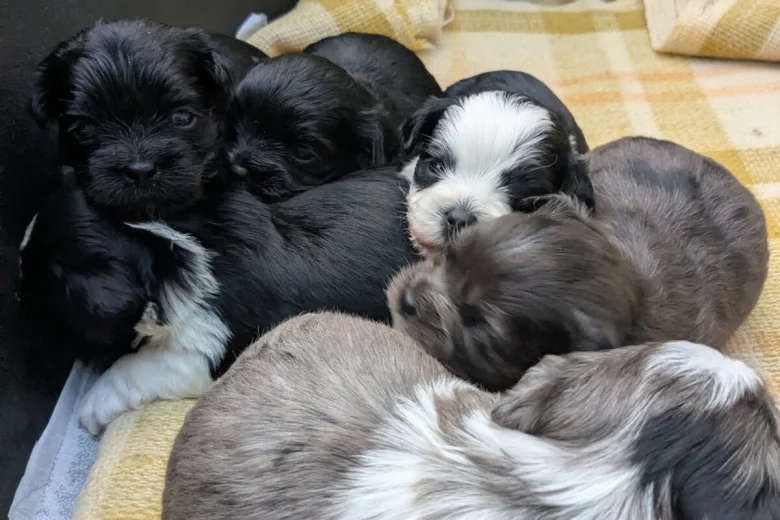 Morkie