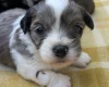 Morkie