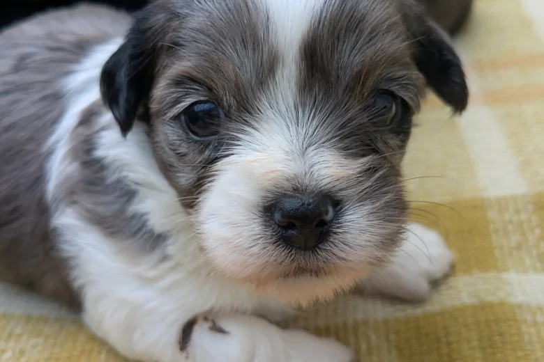 Morkie