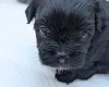Morkie