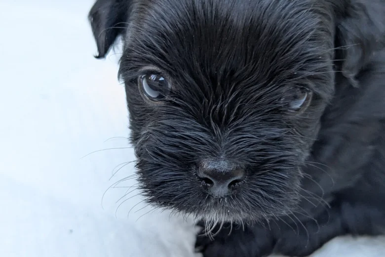 Morkie
