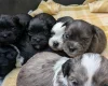 Morkie