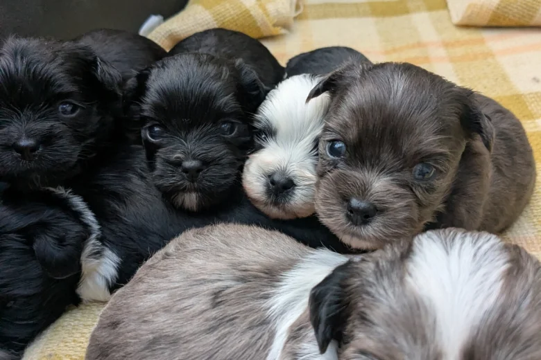 Morkie