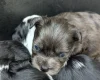 Morkie