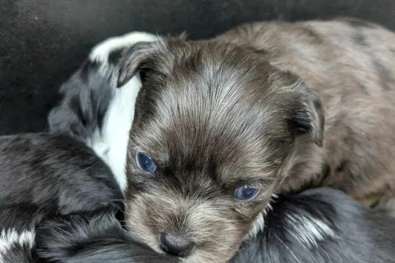 Morkie
