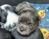 Morkie