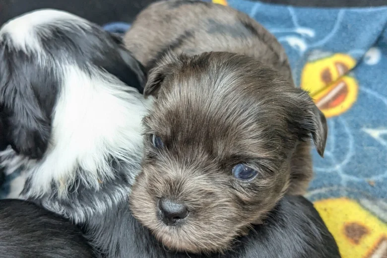 Morkie