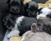 Morkie