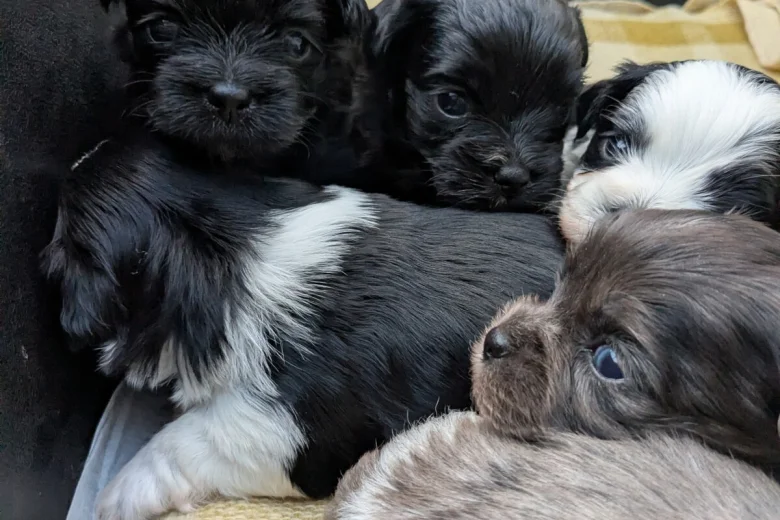 Morkie