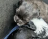 Morkie