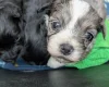 Morkie