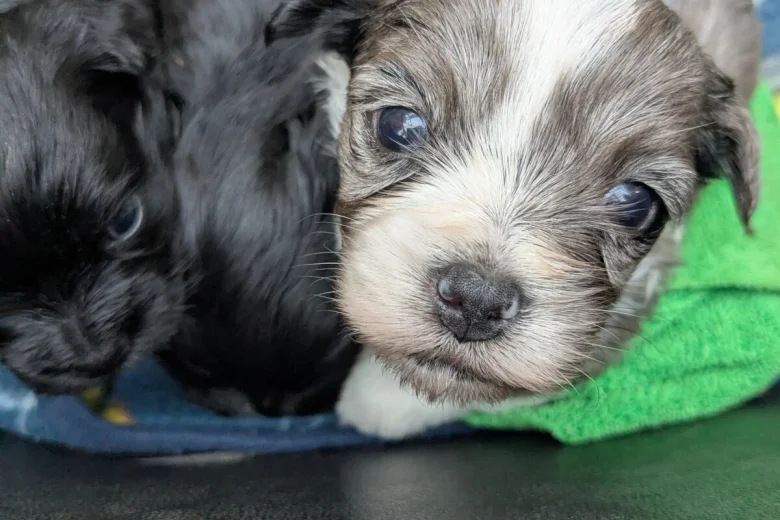 Morkie
