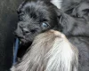 Morkie