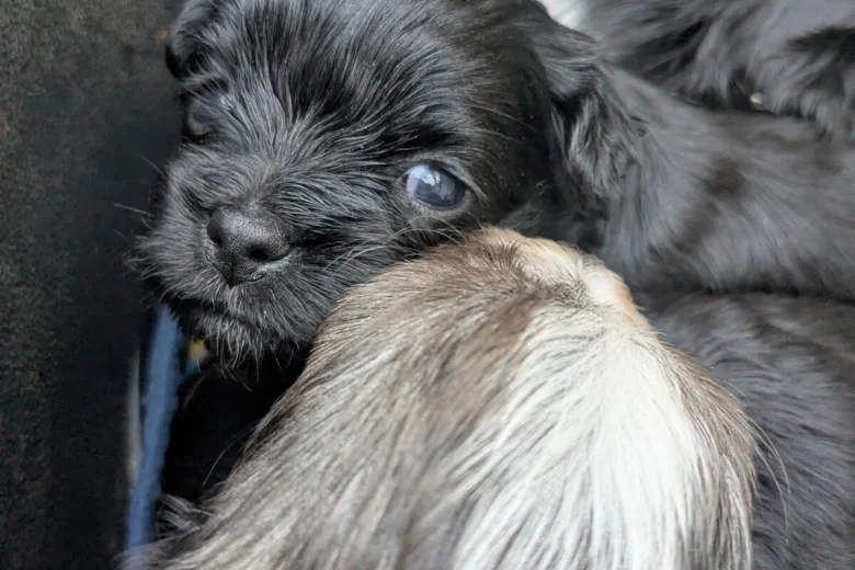 Morkie