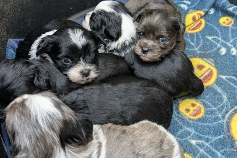 Morkie