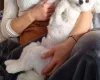 Morkie