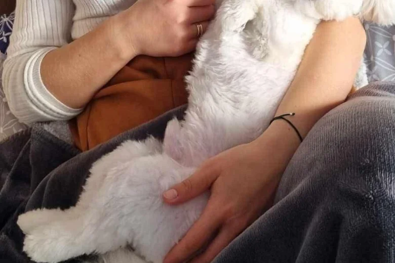 Morkie