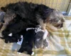 Morkie
