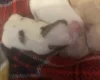 Morkie