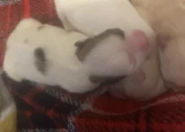 Puppy 1
