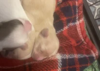 Puppy 3
