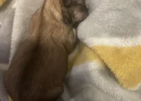 Puppy 2
