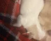 Morkie