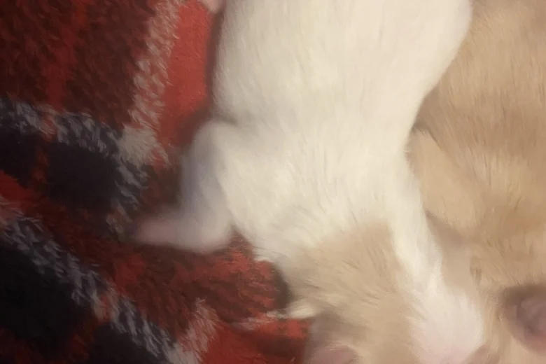 Morkie