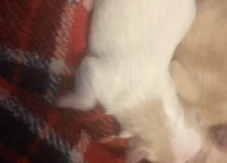 Puppy 4