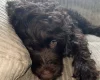 Mixed Breed