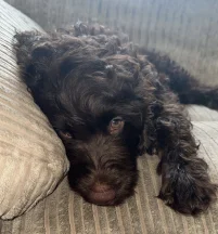 Teddy