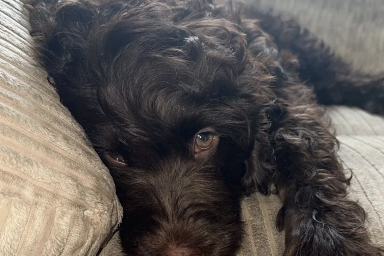 Mixed Breed