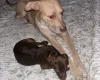 Mixed Breed