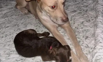 Mixed Breed