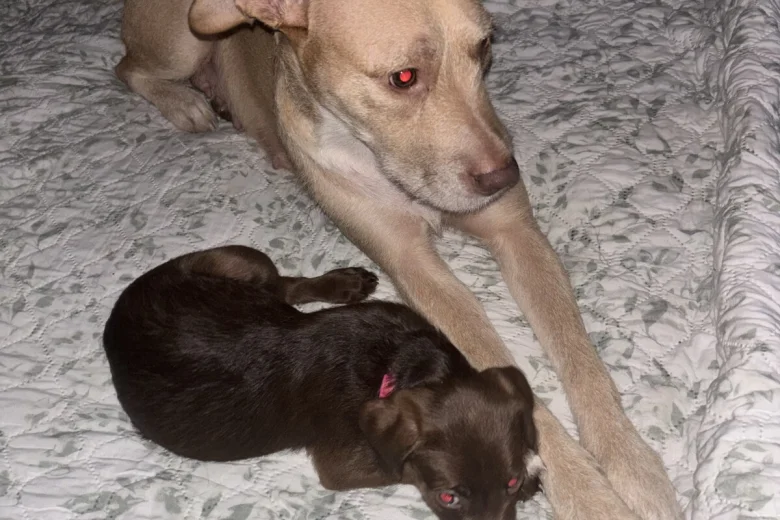 Mixed Breed