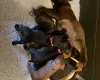 Patterdale Terrier