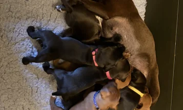 Patterdale Terrier