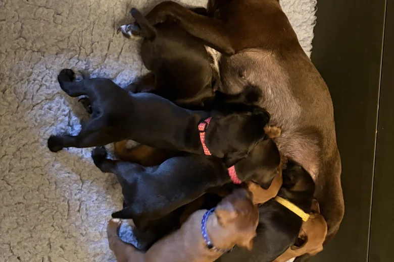 Patterdale Terrier