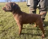 Patterdale Terrier