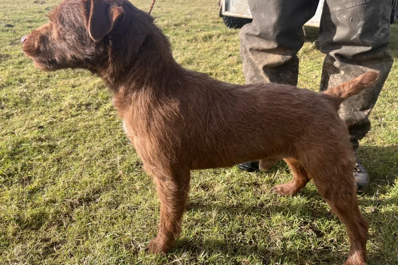 Patterdale Terrier