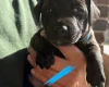 Patterdale Terrier