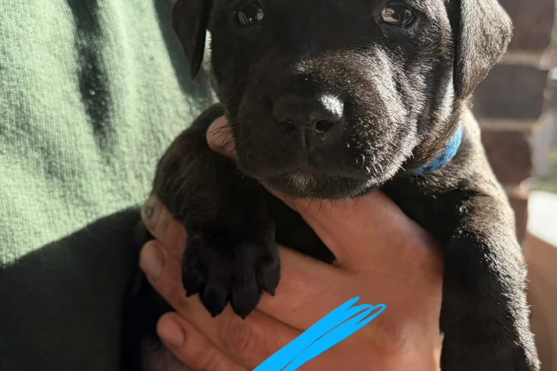 Patterdale Terrier