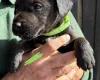 Patterdale Terrier