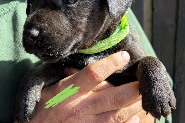 Patterdale Terrier